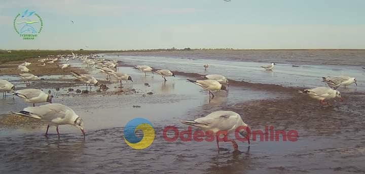 Береги Тузлівських лиманів почервоніли після шторму (фотофакт)