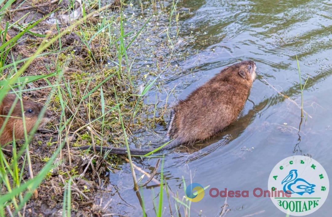 В Одесской области выпустили в природу спасенных ондатр из Херсонской области (фото)