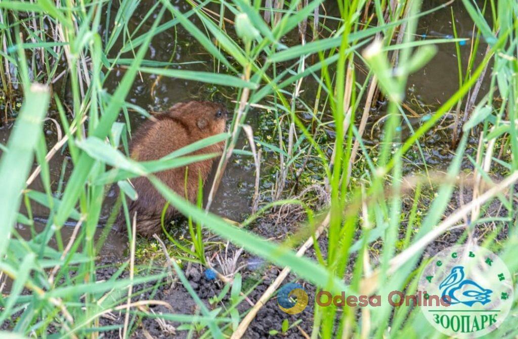 На Одещині випустили у природу врятованих ондатр з Херсонської області (фото)