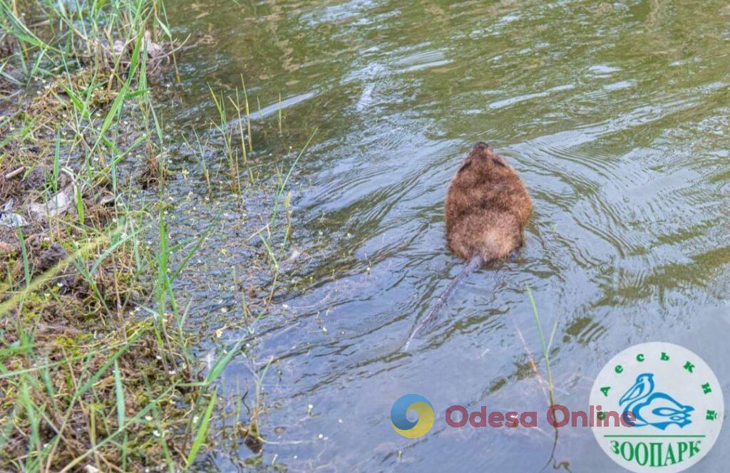 В Одесской области выпустили в природу спасенных ондатр из Херсонской области (фото)