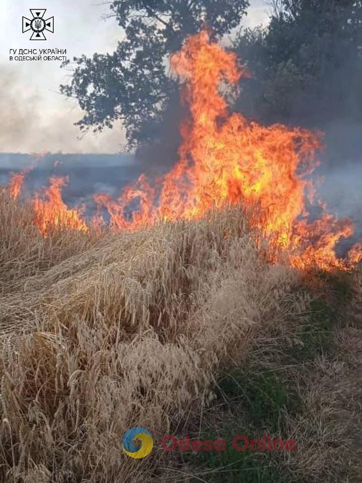 В Одесской области пожарные спасли от огня 20 гектаров пшеницы