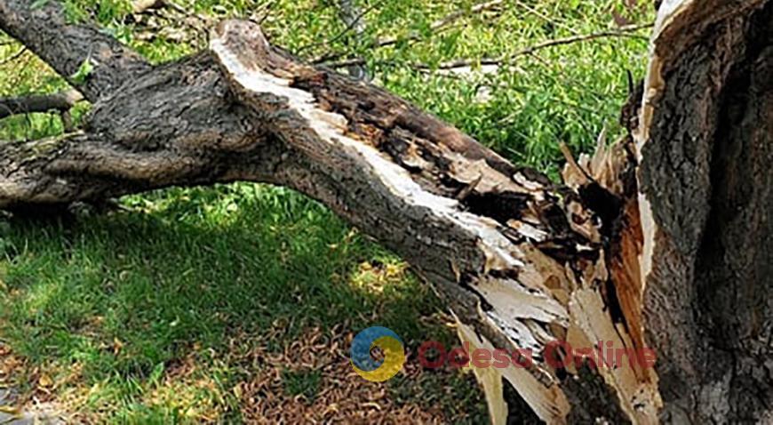 Вітер: в Одесі звалилися гілки, а в Чорноморську — дерево на дитячий майданчик