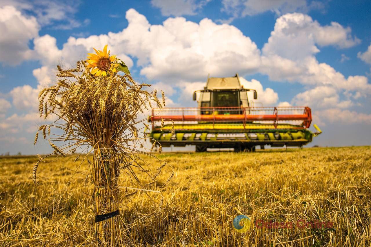 В Украине собрали 11 миллионов тонн зерна: в лидерах – Одесская и Николаевская области