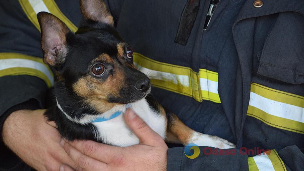 В Одессе пожарные спасли собаку