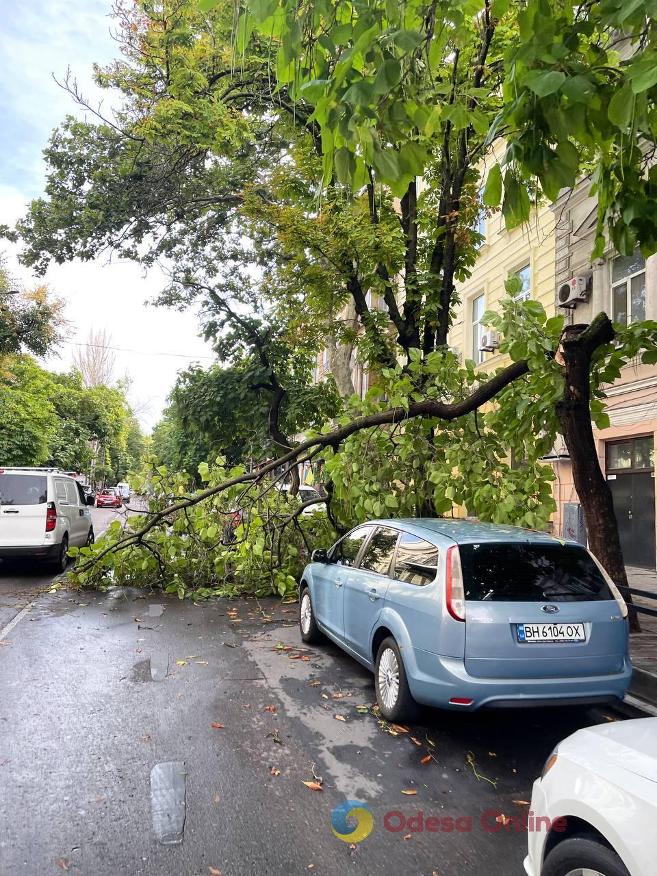 В Одессе непогода повалила деревья