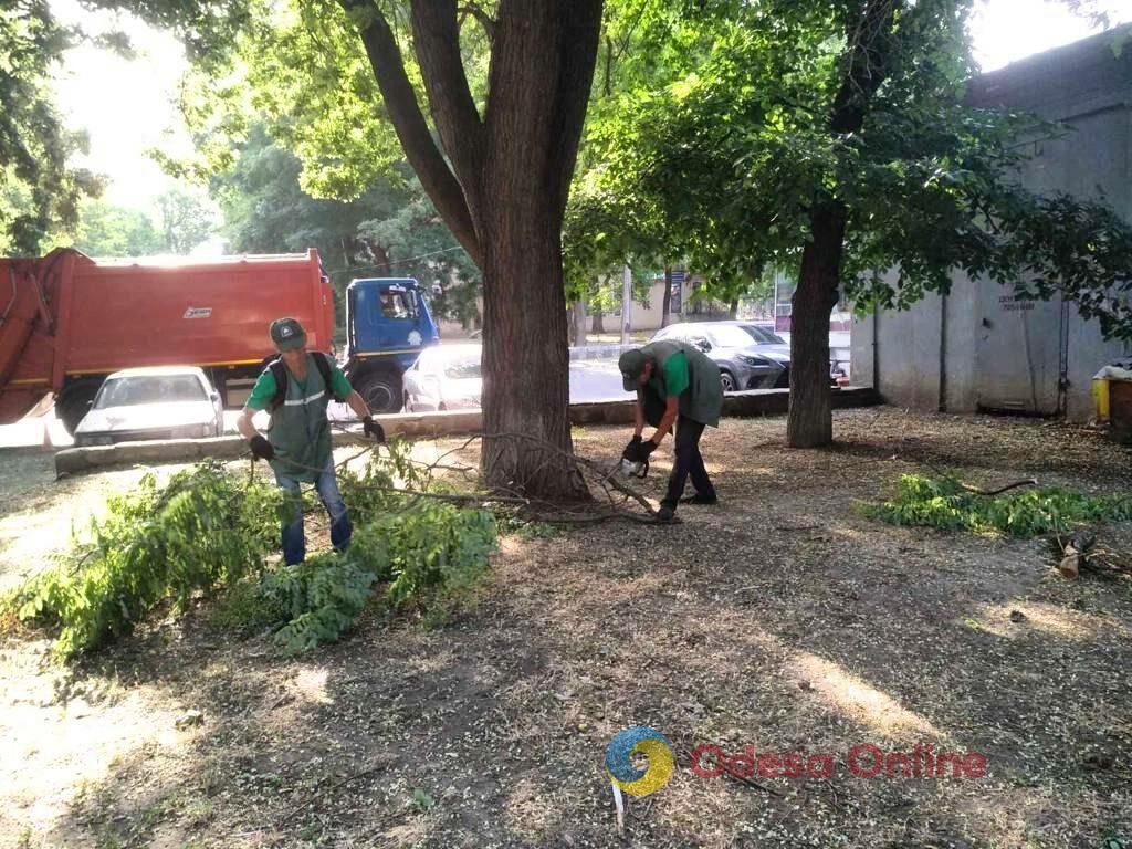 В Одессе из-за сильного ветра падают деревья и ветки (фото)