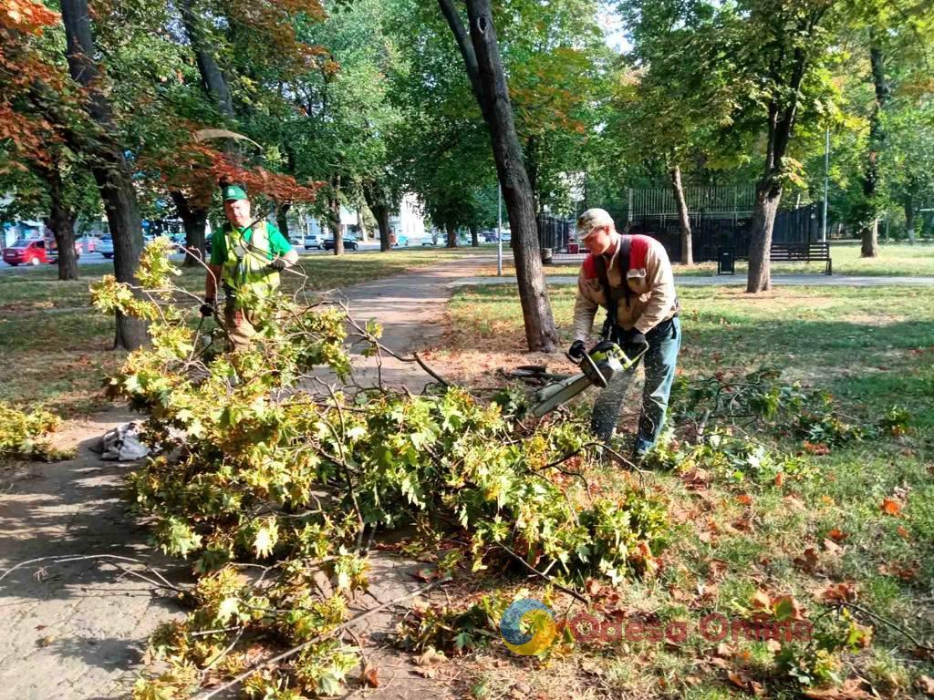 В Одессе из-за сильного ветра падают деревья и ветки (фото)