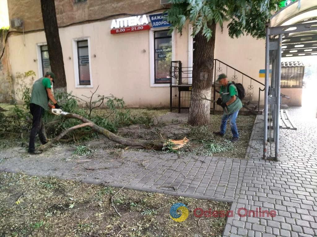 В Одессе из-за сильного ветра падают деревья и ветки (фото)
