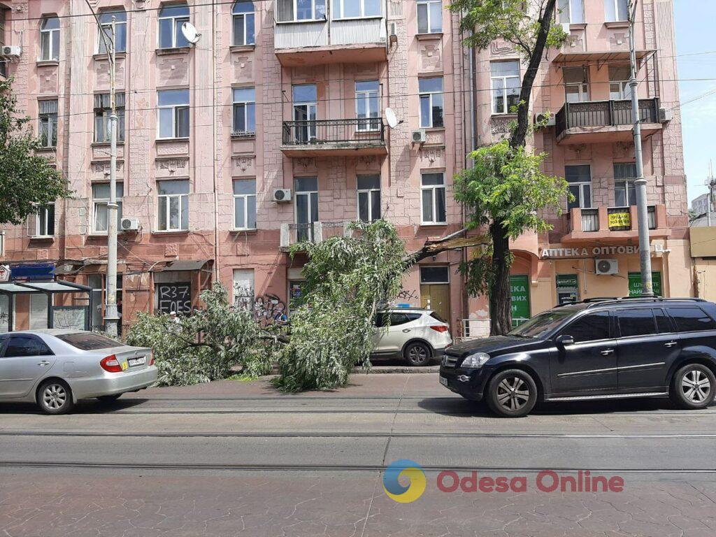 Вітер в Одесі: впала велика гілка та притиснула Hyundai (фотофакт)