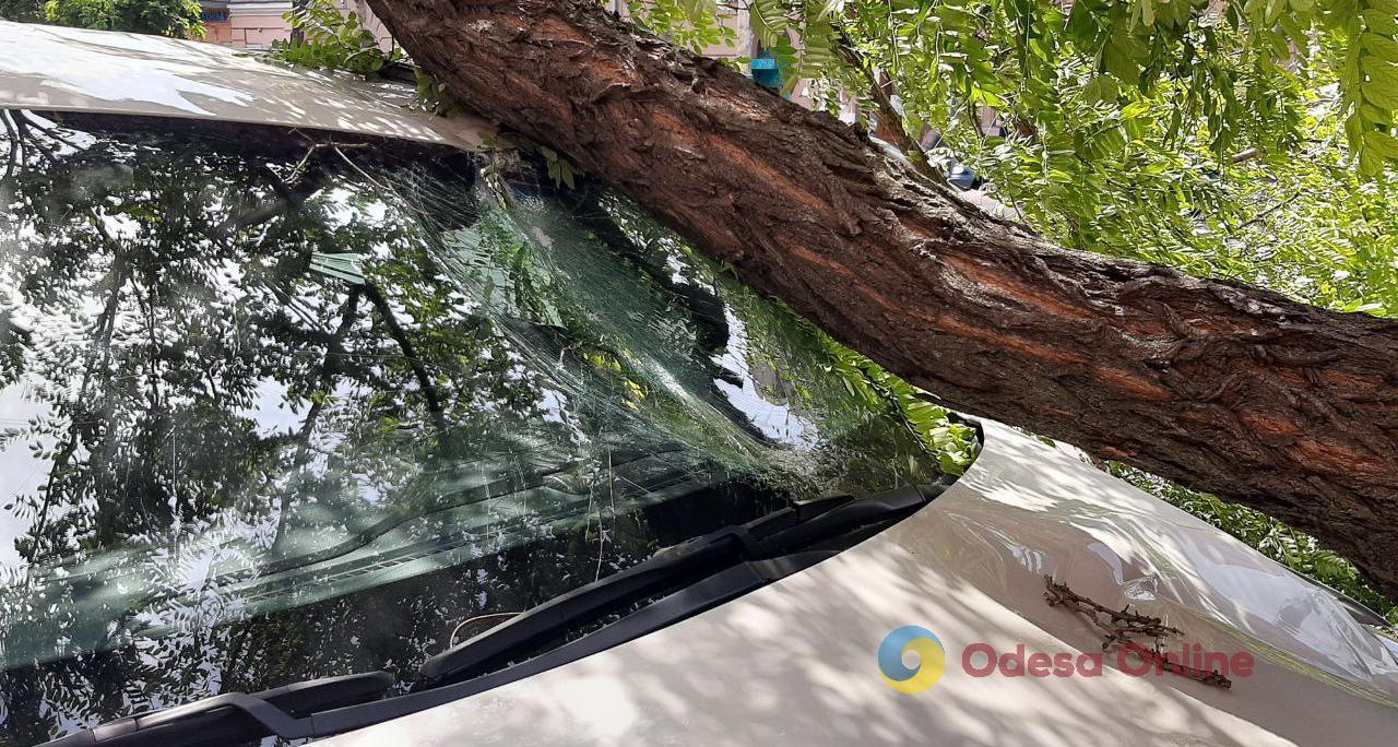 Вітер в Одесі: впала велика гілка та притиснула Hyundai (фотофакт)