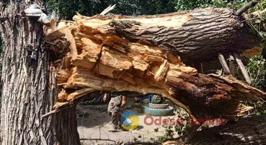 В Одессе ветер за три дня повалил 156 деревьев и больших ветвей