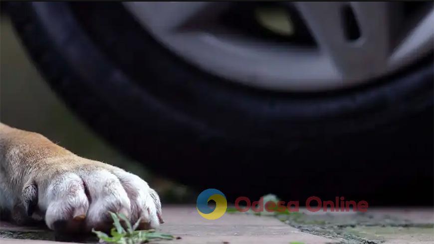 Полиция ищет водителя, специально переехавшего собаку в селе Сухой Лиман