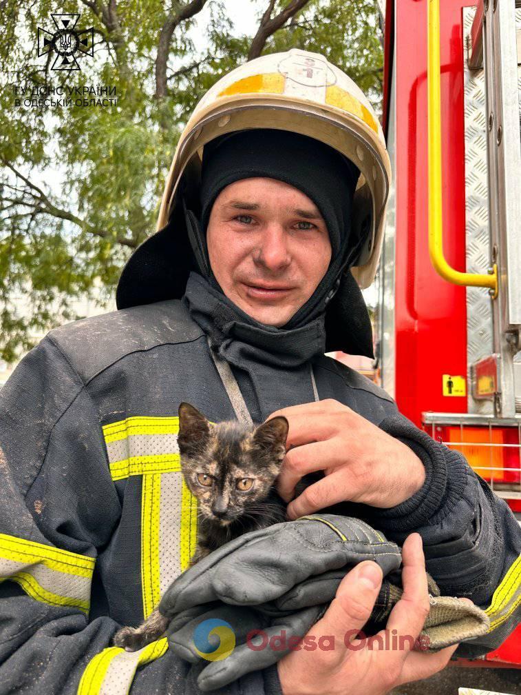 Спасли человека и 14 животных: в ГСЧС рассказали подробности пожара на Дальницкой (фото, видео)
