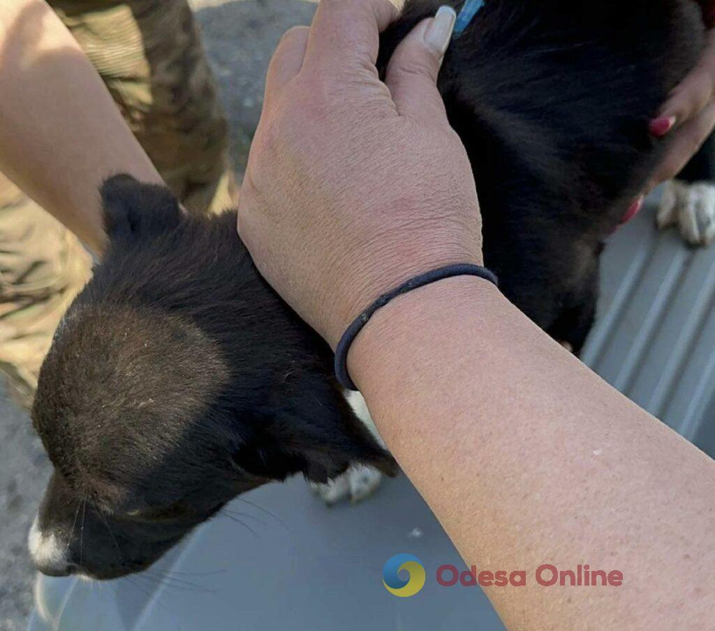 Зоозахист під час війни: як волонтери допомагають тваринам на півдні Одещини (фото, відео)
