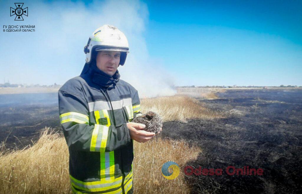 Более 40 пожаров с начала недели: в Одесской области участились случаи возгорания сухой растительности (фото)