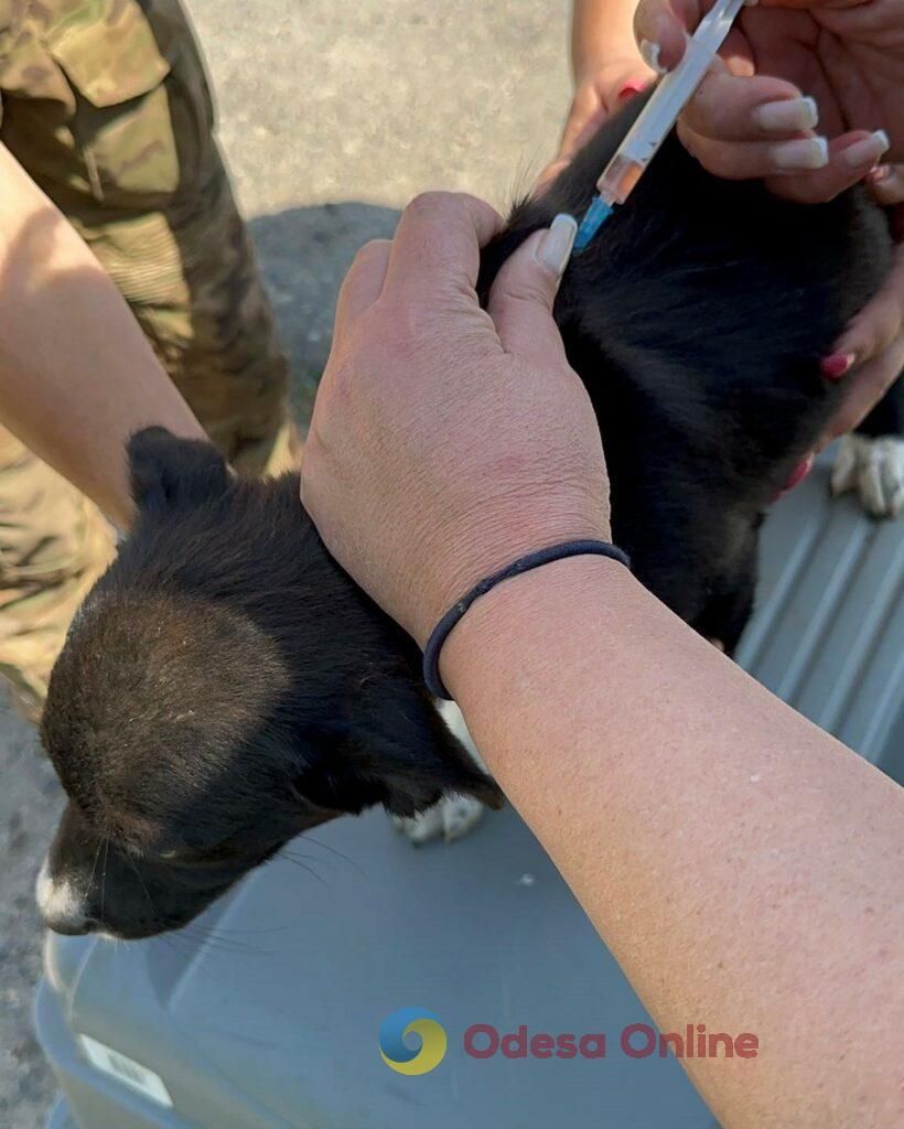 Біль у очах собаки: про нове життя вівчарки Багіри –  символа каховської трагедії, її нових сусідів та тих, кому не байдуже