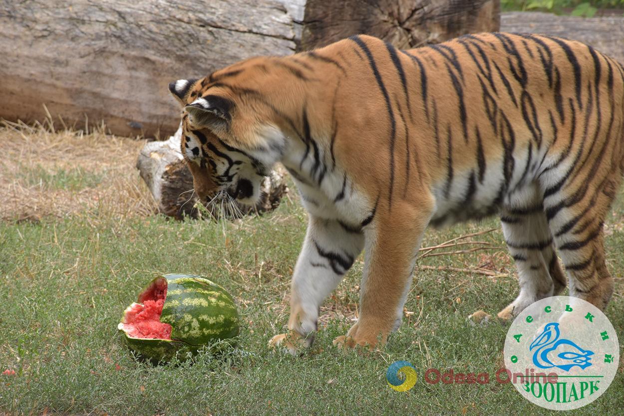 Одесский зоопарк объявил конкурс ко Всемирному дню защиты животных