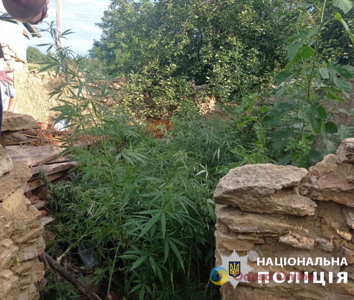 На Одещині наркоаграрія повторно викрили на вирощуванні конопель