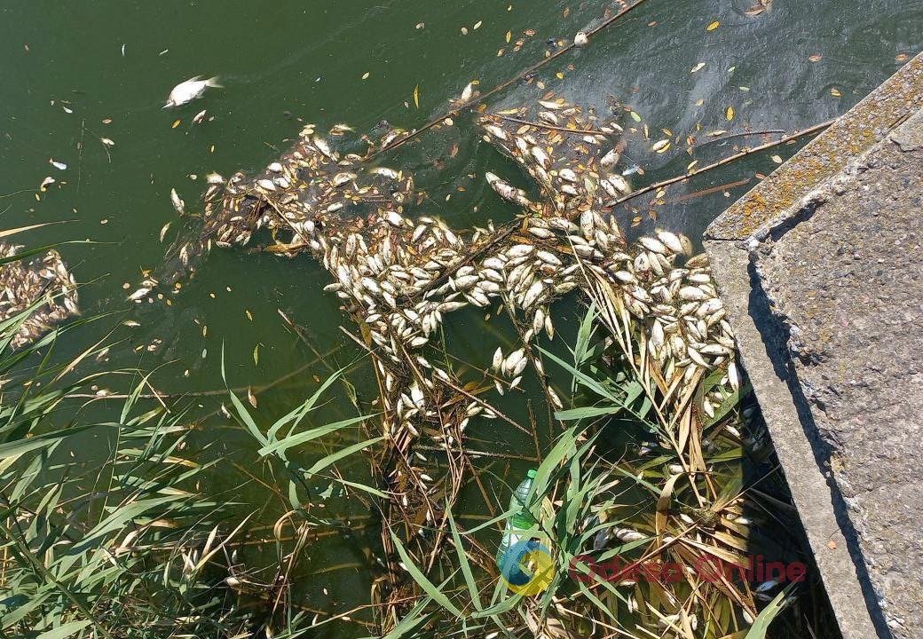 В Одесской области в районе озера Катлабух обнаружили замор рыбы (видео)