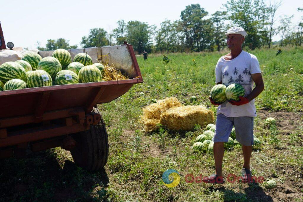 Вкусные и сладкие: в Одессе собрали первый урожай арбузов (фото)