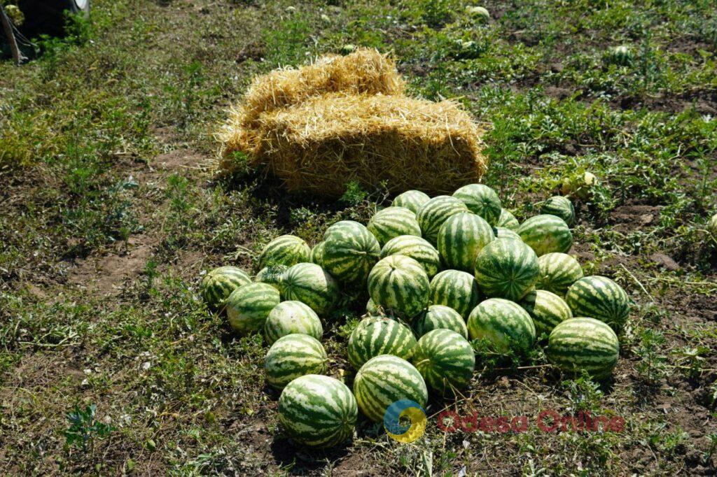 Вкусные и сладкие: в Одессе собрали первый урожай арбузов (фото)