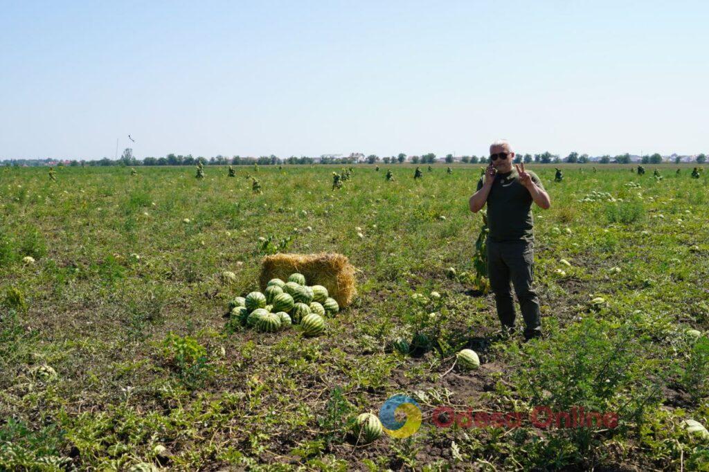 Вкусные и сладкие: в Одессе собрали первый урожай арбузов (фото)