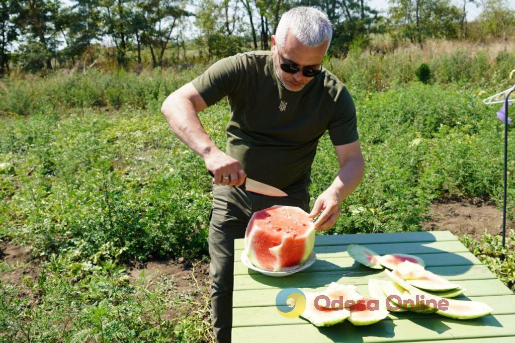 Вкусные и сладкие: в Одессе собрали первый урожай арбузов (фото)