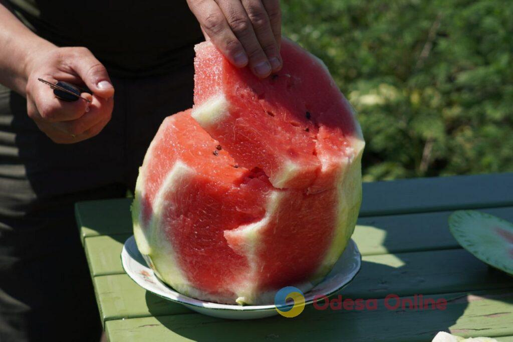 Вкусные и сладкие: в Одессе собрали первый урожай арбузов (фото)