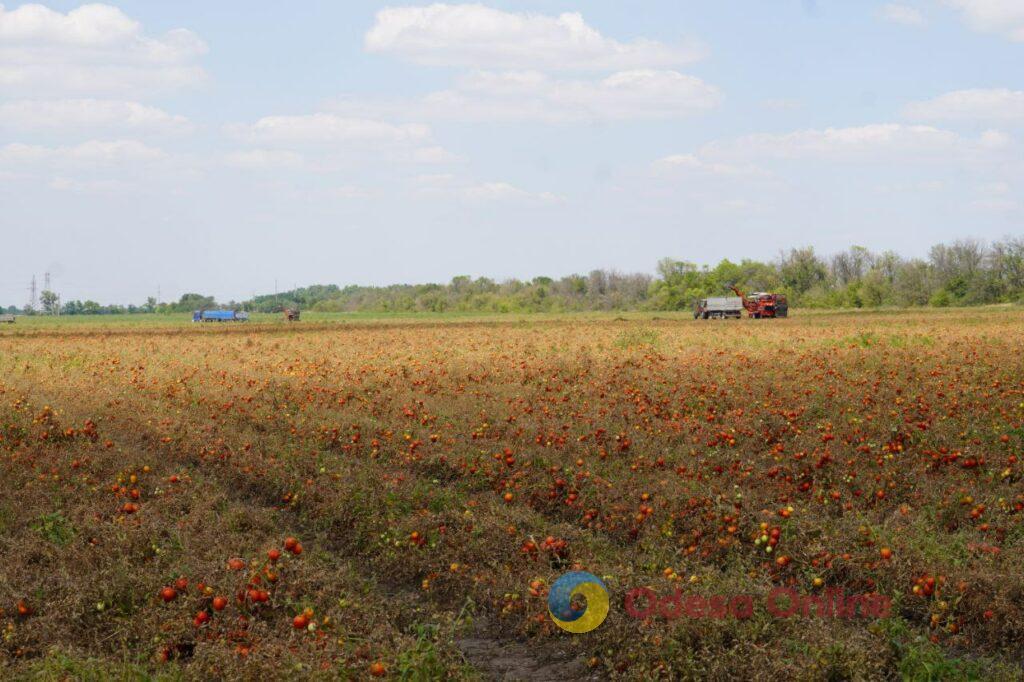 На Одещині стартував збір томатів (фото)