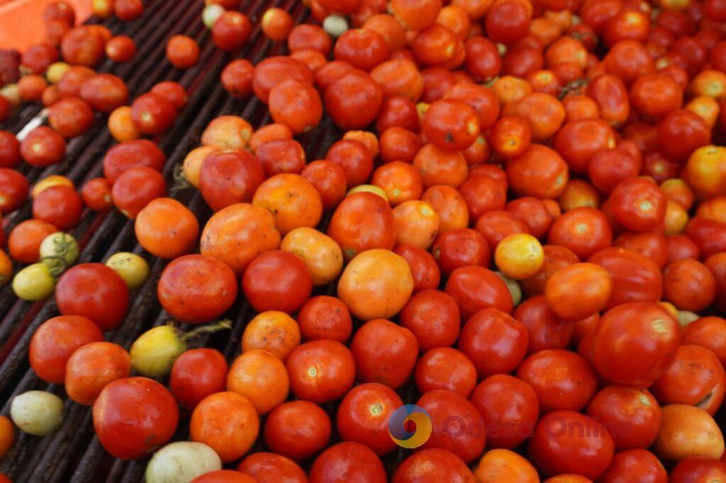 На Одещині стартував збір томатів (фото)