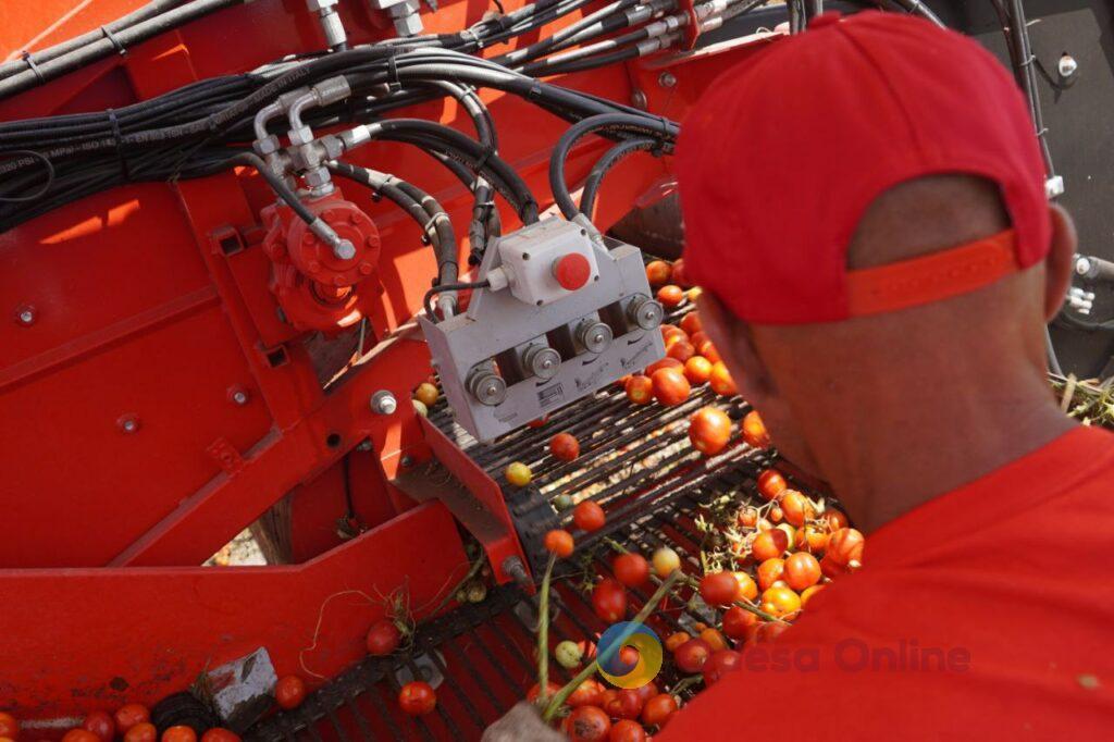 В Одесской области стартовал сбор томатов (фото)