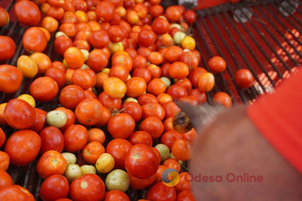На Одещині стартував збір томатів (фото)