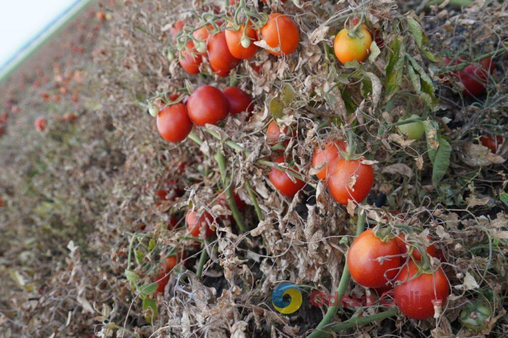 В Одесской области стартовал сбор томатов (фото)