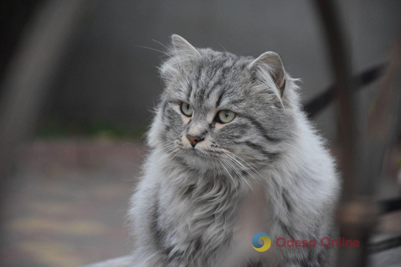Якою буде погода в Одесі та області 17 березня