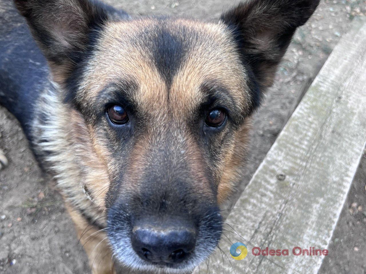 Біль у очах собаки: про нове життя вівчарки Багіри –  символа каховської трагедії, її нових сусідів та тих, кому не байдуже