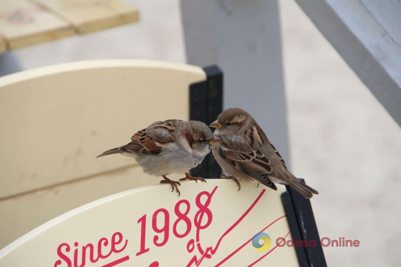 В Одесі та області 7 квітня очікують пориви вітру до 17 м/с В Одесі та області 7 квітня очікують пориви вітру до 17 м/с