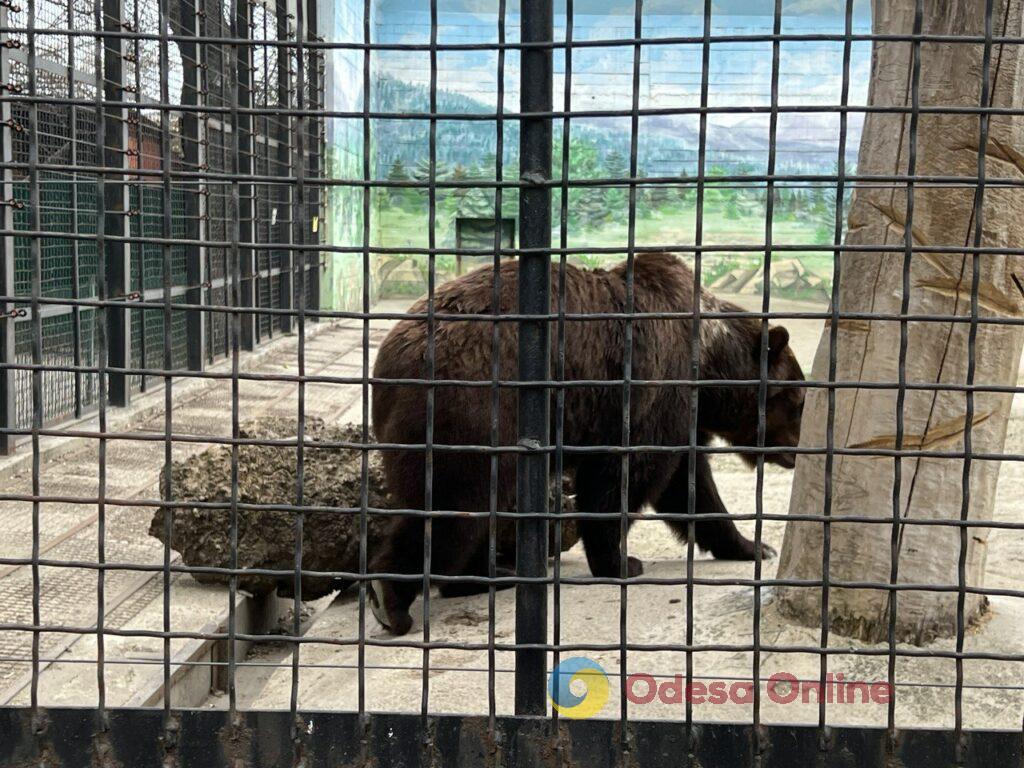 Тваринам не поясниш, що війна: як живуть та працюють зоопарки півдня України