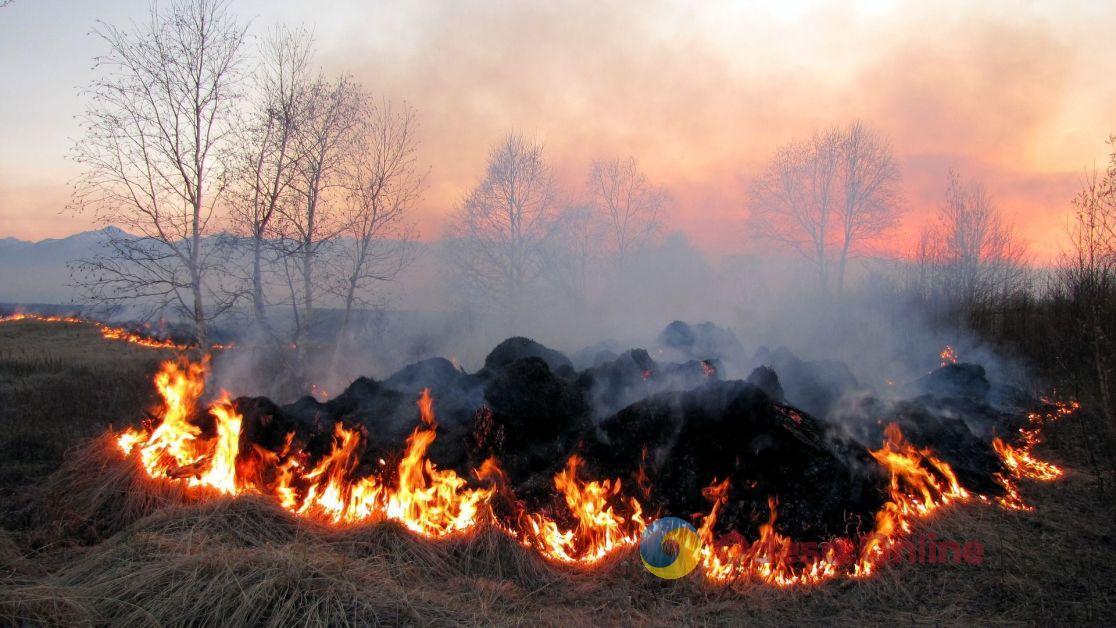 В Николаевской области из-за лесного пожара сдетонировала заминированная поляна