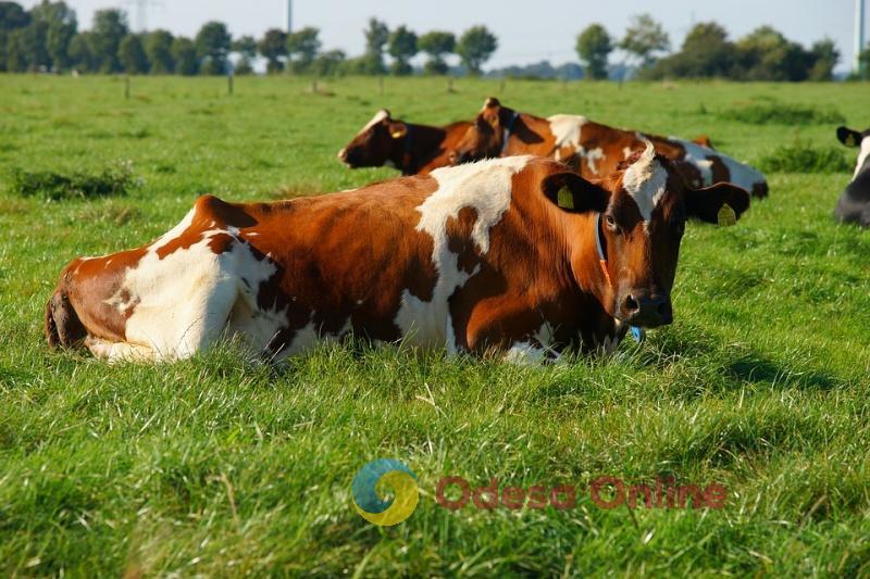 В Подольском районе 16-летняя девочка украла корову и сдала ее заготовителям мяса