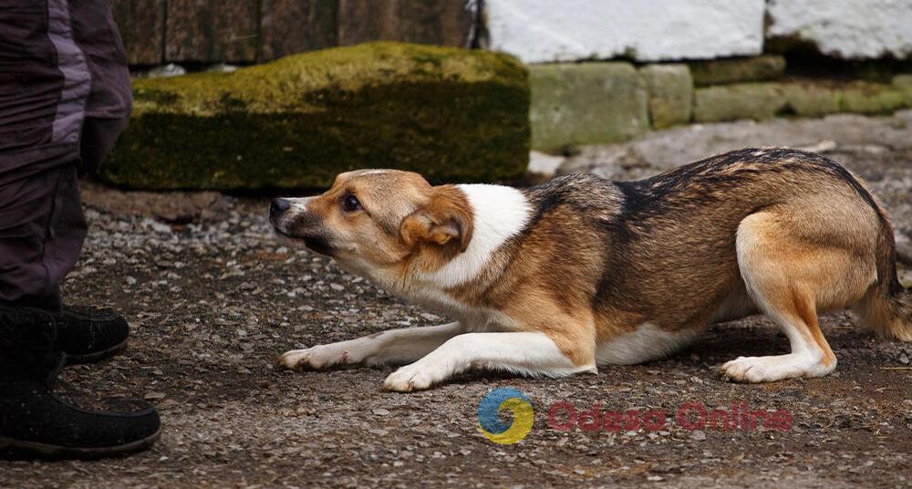 В Одессе неизвестный зарезал собаку на глазах у прохожих