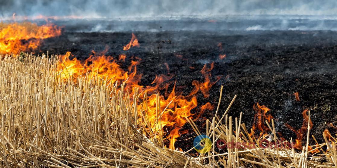 В Николаевской области за поджог сухой травы нарушитель должен заплатить 3,8 млн грн убытков