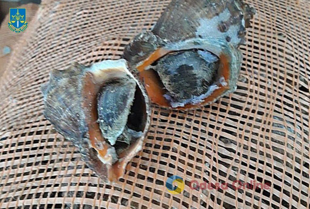 Рибний промисел з мільйонними збитками: в Одеській області підприємець незаконно виловлював морепродукти