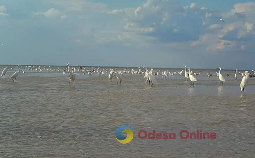 Малі білі чаплі мігрують до Африки з Одеської області