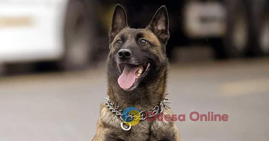 Орлівка: прикордонний пес Боцман знайшов прихований пакунок з наркотиками в автобусі з Греції