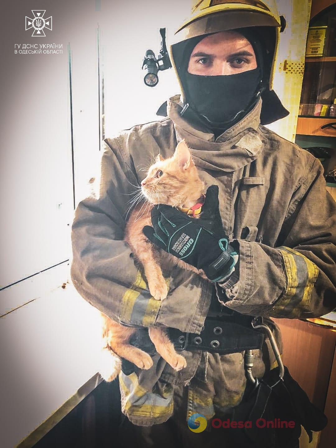 В Хаджибейському районі Одеси рятувальники звільнили кота, який застряг на балконі