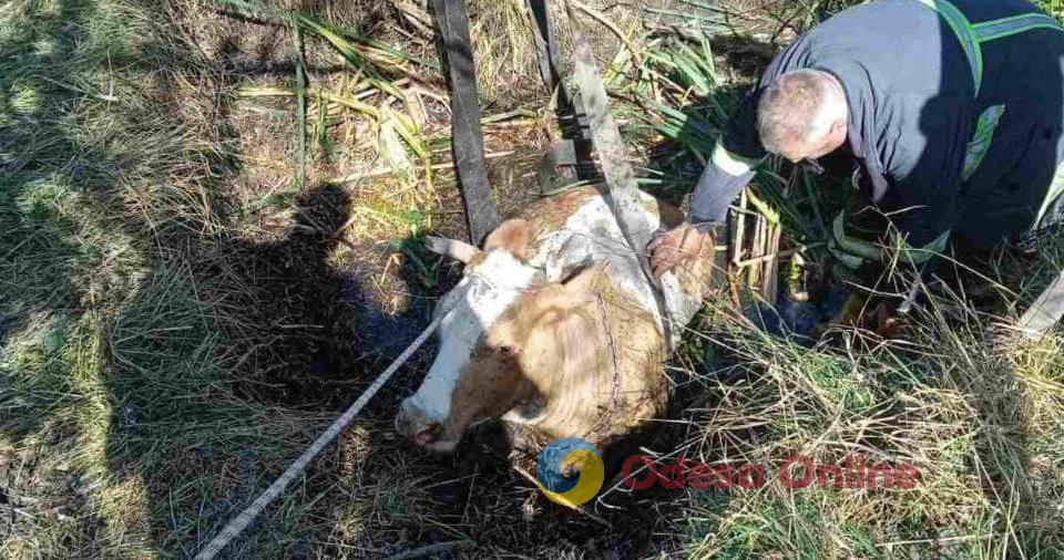 На Одещині рятувальники діставали корову з болота
