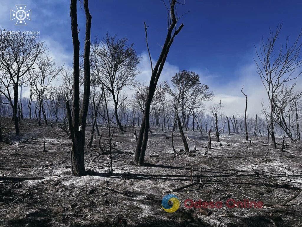 Выгорело почти 8 гектаров: в Березовке спасатели продолжают бороться с огнем (фото, видео)