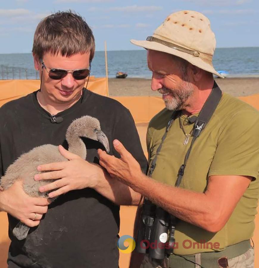 Одесская область: фламинго впервые успешно вывели птенцов в Украине