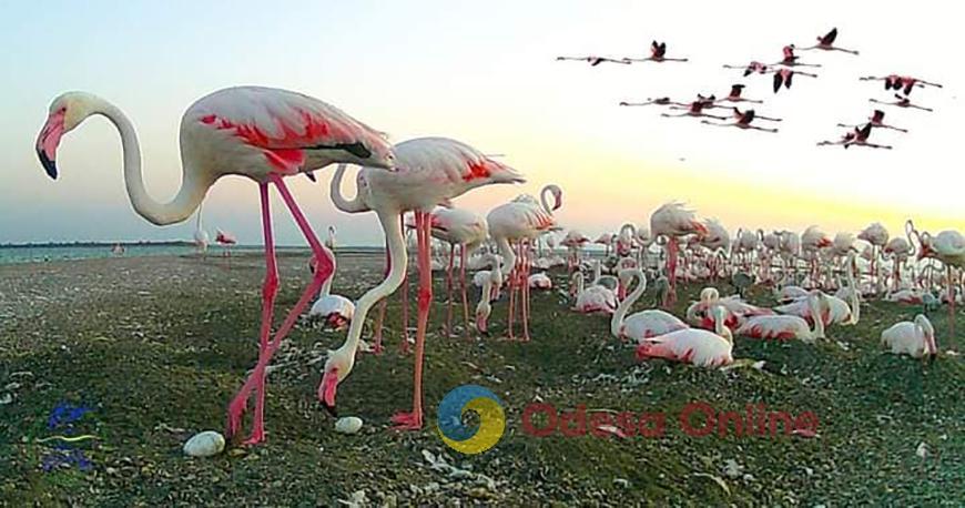 Одесская область: фламинго впервые успешно вывели птенцов в Украине