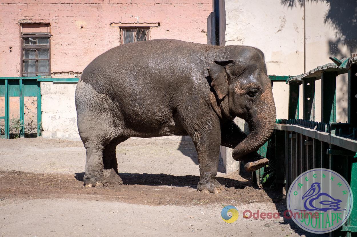 Слониха Венди из Одесского зоопарка отметила 44-летие